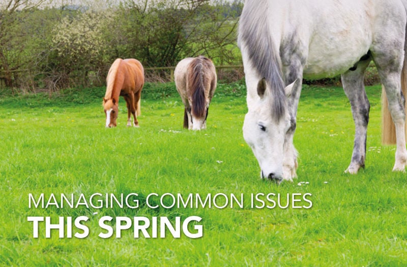 Managing common issues this Spring